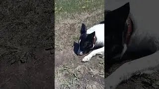 Особая диета #собака #юмор #приколы #диета