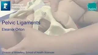 Pelvic Ligaments