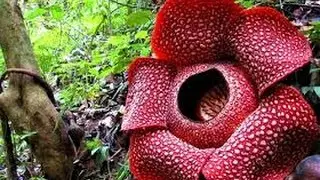 Bunga Langka & Terbesar Di Dunia RAFLESIA Mekar Bersamaan Di Bengkulu
