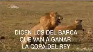 Un león se ríe del Barcelona