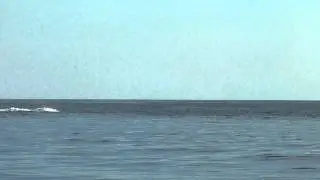sharks and whales 6