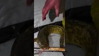 ТУНХАГ : НАЛИМ БАРИВ 😎🎣😜