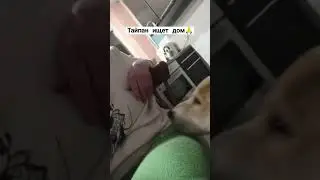 #домашнийприютмилосердие