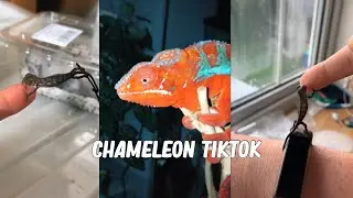 Chameleon TikTok Compilation✨