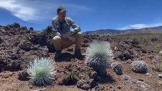 Haleakala Silversword  (ahinahina) on Maui
