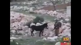 Donkey to a Palestinian farmer expels Israeli soldier