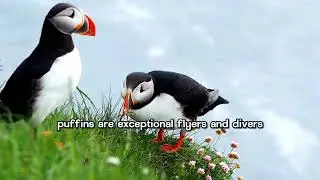 #The #Atlantic# Puffin#golden #capcut #animals #dog #wildlife #bluefintuna #pandaconservation