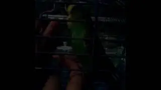 Мика кусает и играет сомной