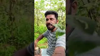 salt mango tree 😃 #shortvideo #trending #shorts