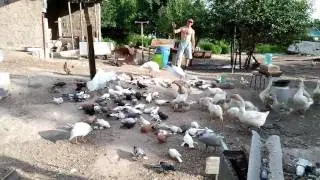 Голуби и спорт
