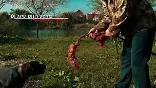 PITBULL PRIDE - *GLORY OR  DEATH*