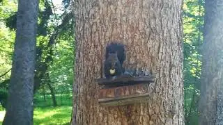 a cute squirrel 2018