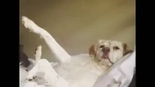 Wer ist der Beste Hund  ?
