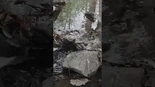 Calming River ASMR: Soothing Nature Sounds for Relaxation 🌿 #nature #asmr