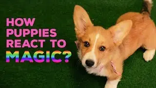 How Puppies React to Magic? Part 1