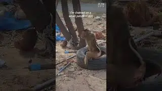 This is the Life of a Monkey Forced to Pick Coconuts in Thailand #shortsyoutube