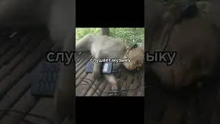 Пов: Твой брадик бибизяна | Поборник мемов