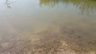За что пруд был загрязнён?
