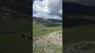 Zirvedeki inekler #shortvideo #inek #inekvideoları #hayvanlar #öneçıkar #animals