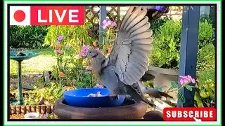 Romeo the Dove Garden Birdwatching Cat Tv