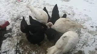 Птица от Коптевой, только у меня!!! Два вопроса на которые устала отвечать!