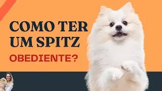 Corrigindo o Spitz Alemão? | Lulu da Pomerânia