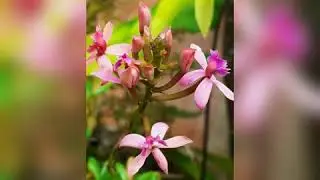 Fotos tiradas com o samsung m20
