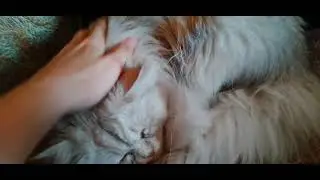 Чапа настоящий пельмень!❤