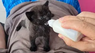 Small kitten eating milk from the bottle! Beautiful little kitten drinking milk!