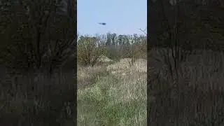 Заяц в степи!!! )))