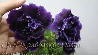 ДФ.Глоксинии из семян. Е.Петрова и Н.Савельева.