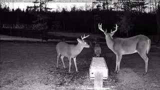 Buck Drops Antler 12/20/23