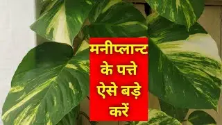 मनीप्लान्ट के पत्ते कैसे बड़े करें । How to grow big leaf money Plant