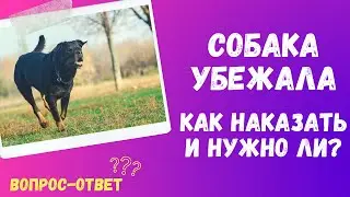 Собака убежала - как наказывать и нужно ли? Что делать хозяину?