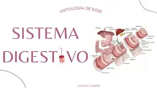Digestive System II | Part 1 | Ross Histology