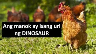 Bakit nga ba hindi lumilipad ang mga manok?
