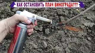 🍇 Как остановить плач винограда весной?