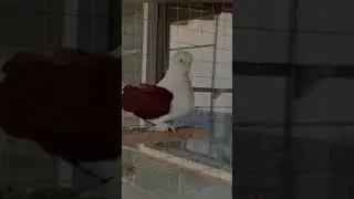 @iz4660 голуби Кубани 🕊️🤍