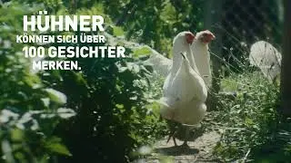 Reduce. Refine. Replace. | VIER PFOTEN