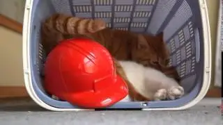 Любопытный рыжий котик