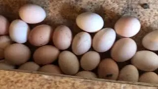 Что Сделать Чтобы Куры Несли Много Яиц