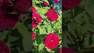 Мой сад 3 сентября! Красота спасёт мир!