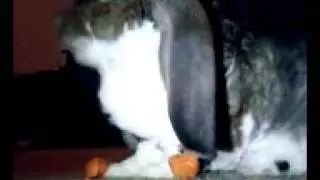 Jar Jar Hustlin