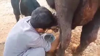 Buffalo first day milk after delivery