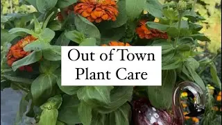 Headed out of town? Here’s how to keep your plants thriving!