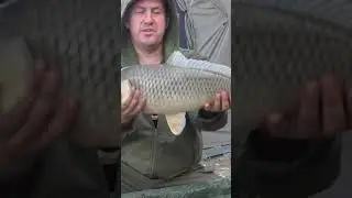 всем паровозов в новом году! 