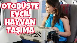 OTOBÜSTE EVCİL HAYVAN İLE SEYEHAT İÇİN GEREKENLER! 🚌 Taşınması yasak ırklar. #otobüs #kuş #köpek
