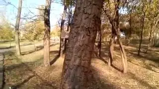 Пернатый в Белечьей кормушке
