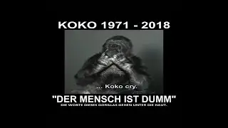Die Worte dieses Gorillas gehen unter die Haut