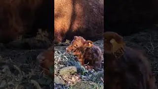 Little cow